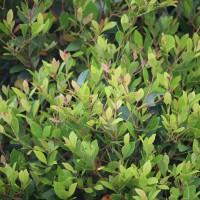 Syzygium spathulatum Thwaites